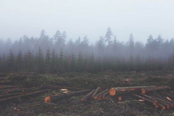Milioane de hectare de pădure au dispărut în ultimul an